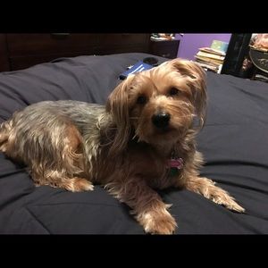 Meet your Posher, Josephine